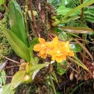 Orchid Beauties In The Mist