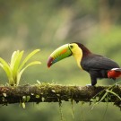 Chilamate Rainforest Eco Retreat