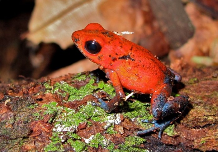 Chilamate Rainforest Eco Retreat